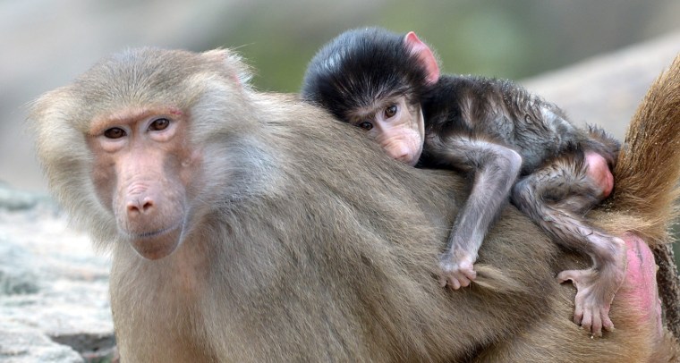 Image: Baby ape at baboon rock