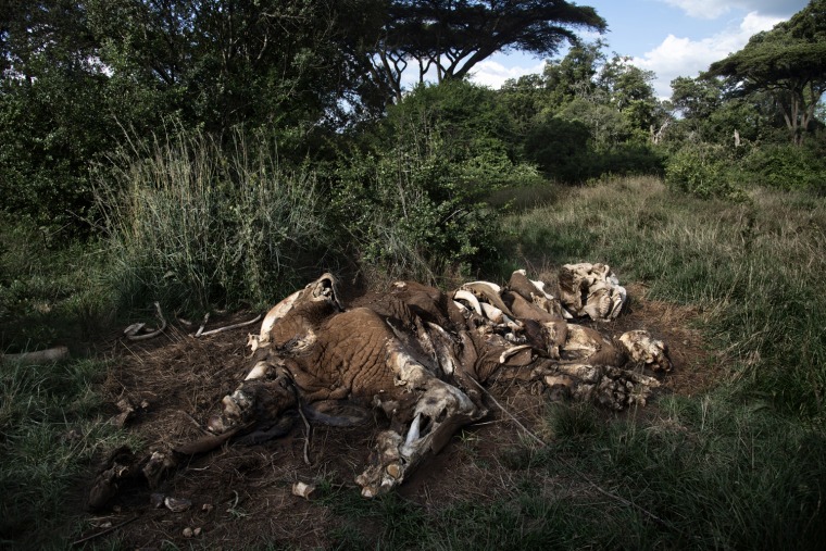 Image: Africa's Poaching Epedmic.