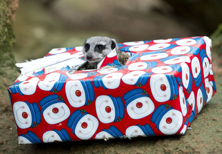 Image: Animals At Hanover Zoo Receive Christmas Gifts