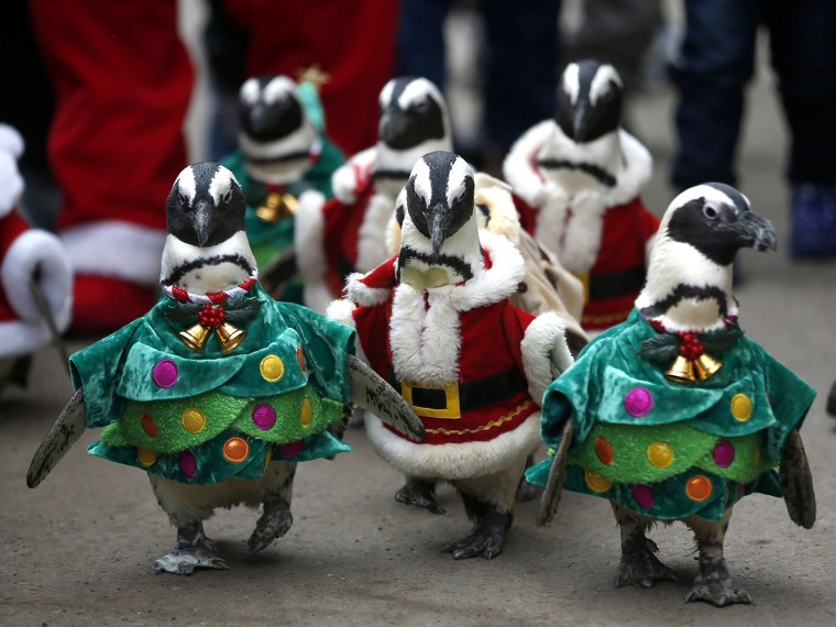 Image: Visitors look at penguins wearing Santa Claus and Christmas tree costumes during a promotional event for Christmas in Yongin