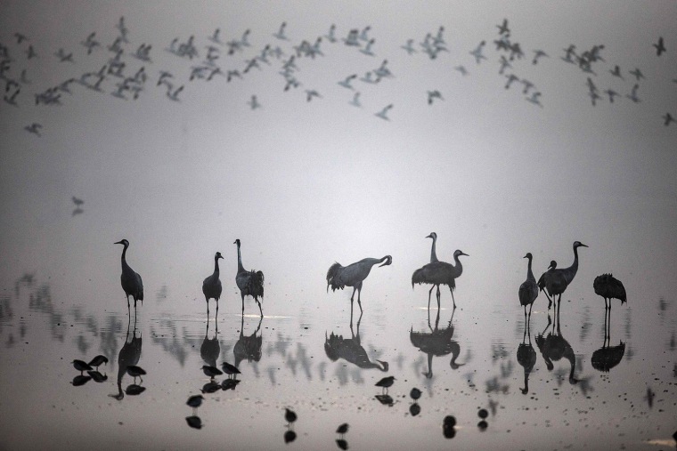 Image: A flock of migrating cranes is seen at the Hula Lake Ornithology and Nature Park in northern Israel
