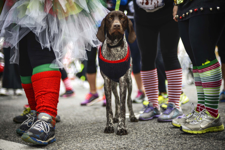 Image: A dog wears a Christmas sweater at the Ugly Sweater Run in Maryland