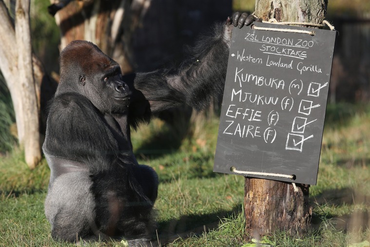 Image: BESTPIX London Zoo's Annual Animal Stocktake