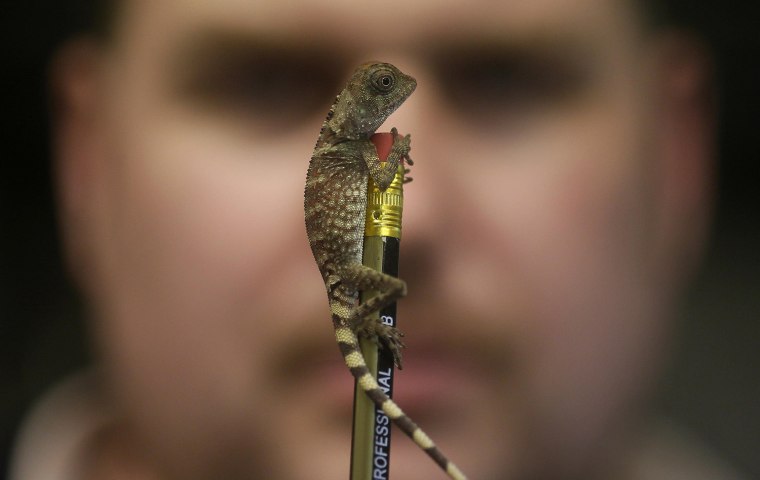 Image: Keeper Baker looks at a Bell's Anglehead Lizard as it sits on the end of his pencil in Chester