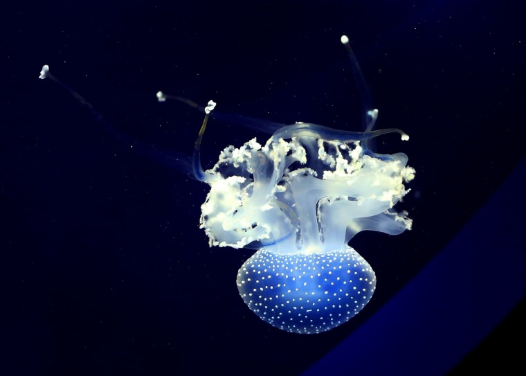Image: Barrel jellyfish