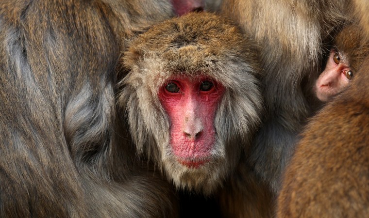 Image: *** BESTPIX *** Japanese Macaques Form Huddle To Keep Warm