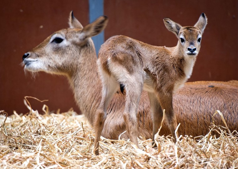 Image: Lechwe offspring in Berlin Zoo