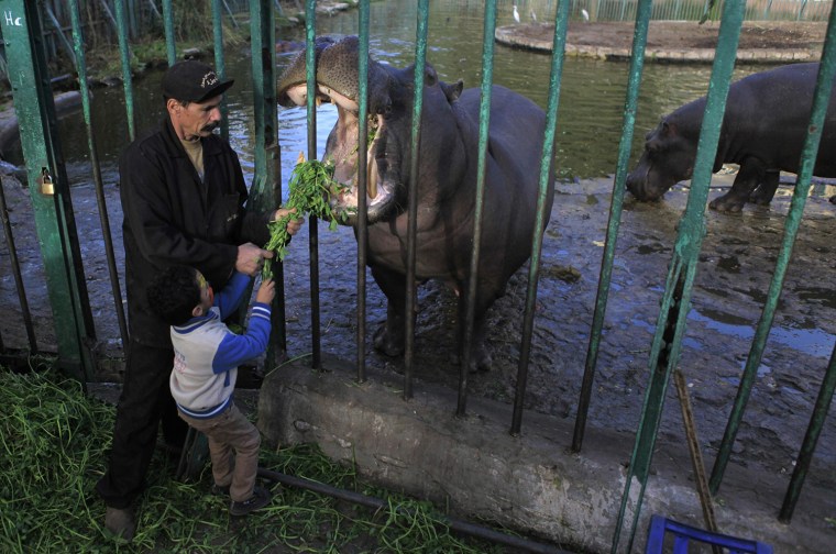 Image: A zookeeper helps a boy feed a hippopotamus at Egypt's Giza Zoo in Cairo