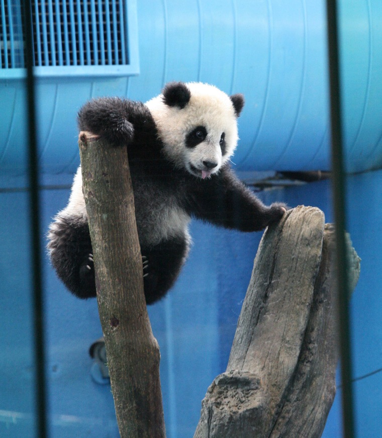 Image: Baby panda star animal of Taipei Zoo