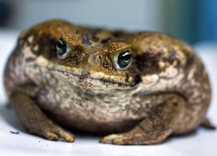Image: GERMANY-ANIMALS-ZOO-CANE TOAD