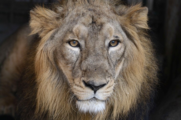 Image: INDIA-ANIMAL-ASIATIC LION