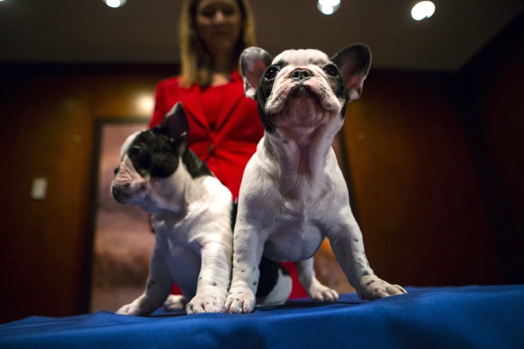 Image: French Bulldog puppies are seen at the American Kennel Club (AKC) in New York