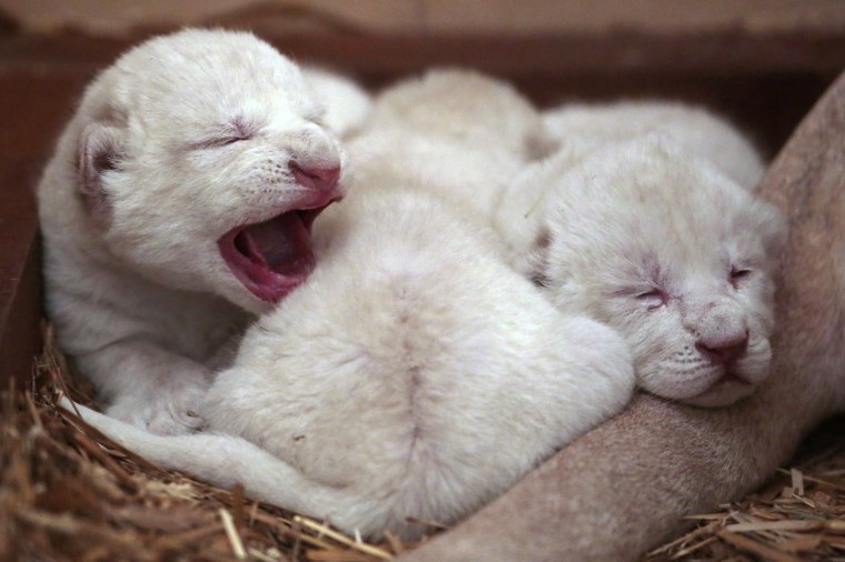 Image: Newborn white lion cubs, which were born between January 28 and 29, lie in a private zoo in Borysew near Lodz, central Poland