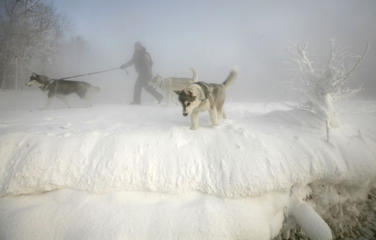 Image: A man walks with his three huskies through a frosty fog along the bank of an island in the middle of the Yenisei River