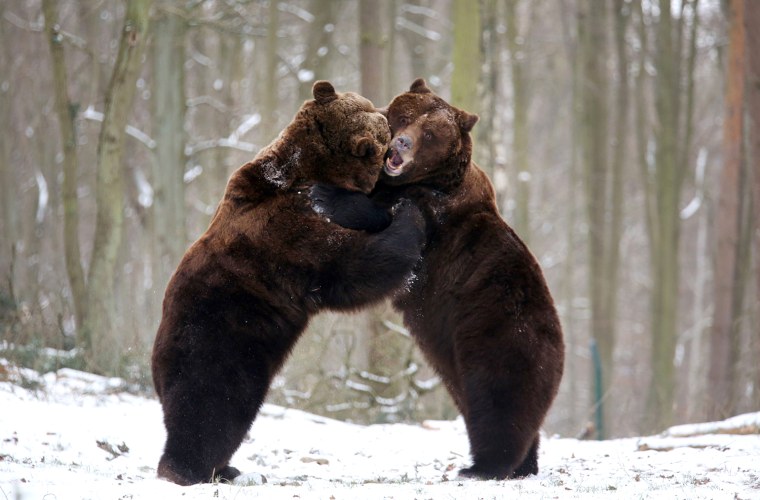 Image: GERMANY-ANIMALS-BEAR