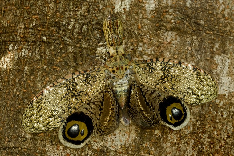Camouflage Bugs