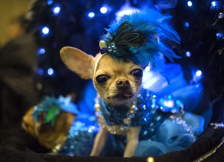 Image: A dog is pictured during the 2014 New York Pet Fashion Show