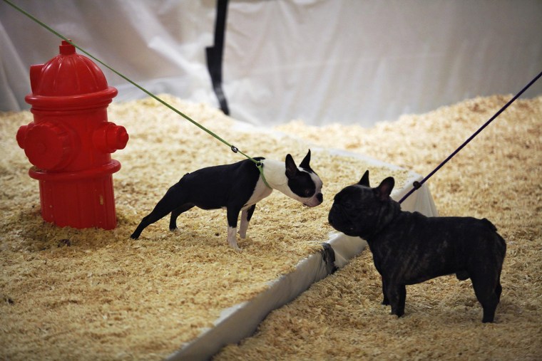 Image: Dogs are seen at the Hotel Pennsylvania as part of the Westminster Dog Show in New York