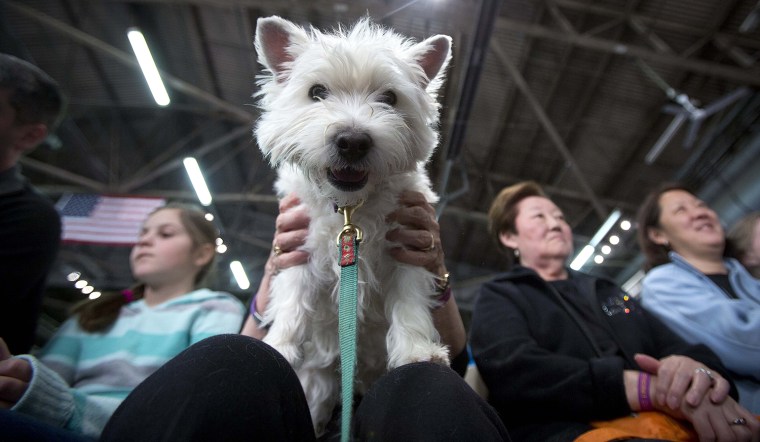 Image: Gracie, a West Highland White Terrier, sits in Marie Holman's lap as they watch the Masters Agility Championship at the Westminster Kennel Club in New York