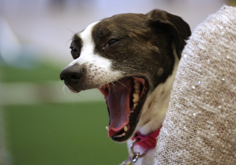 Image: Westminster Kennel Club Hosts Masters Agility Championship
