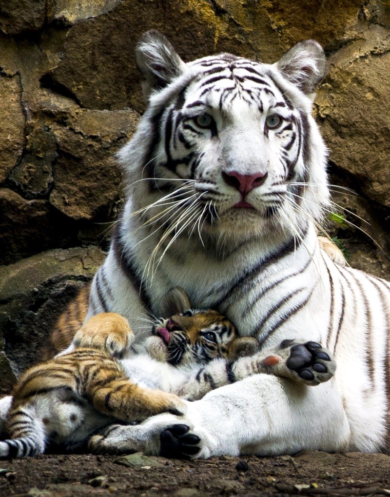 Image: COLOMBIA-ANIMALS-TIGERS-CUBS