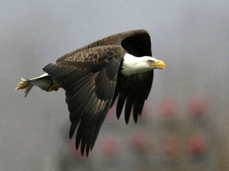 Image: Bald eagle returns to nest after catching fish at Conowingo Dam on the Susquehanna River in Maryland