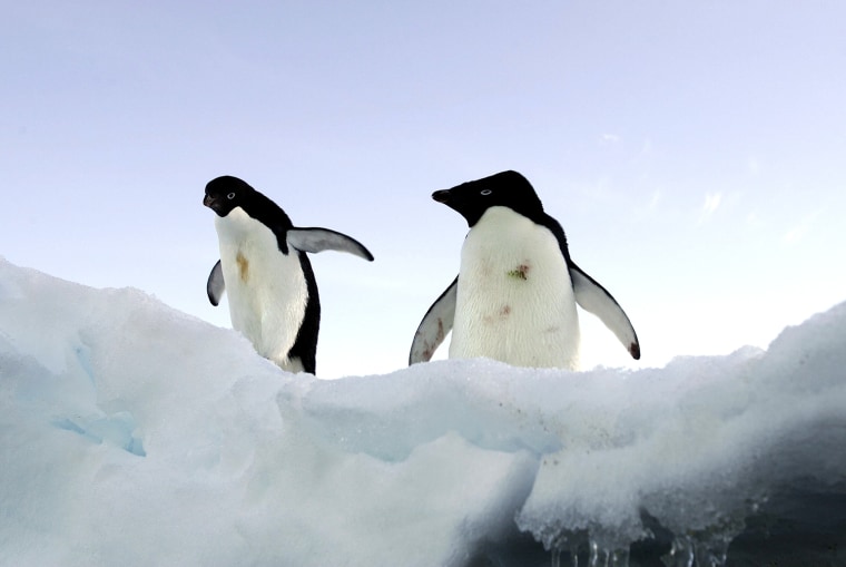 Image: Two Adelie penguins stand on a block of melting ice atop a rocky shoreline at Cape Denison