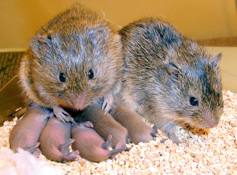 This undated handout image provided by Emory University, shows a monogamous couple of prairie voles, a male and female, with their offspring at Yerkes National Primate Research Center in Atlanta, Ga., in 2008. (AP Photo/Emory University, Todd Ahern)