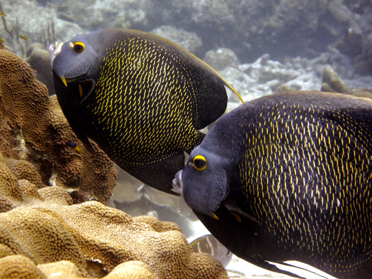 French Angelfish are shown in this underwater photograph taken while scuba diving off the Caribbean Island of Bonaire May 21, 2009. (AP Photo/David J. Phillip)