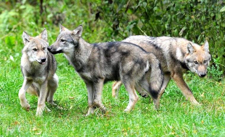 Image: GERMANY-ANIMAL-ZOO-FEATURE-WOLF
