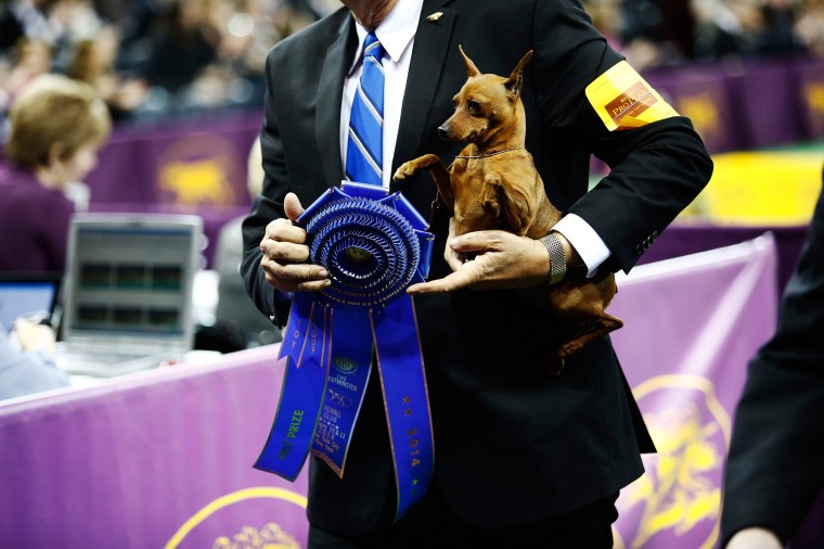 Top Dog Canines Compete in Westminster Show