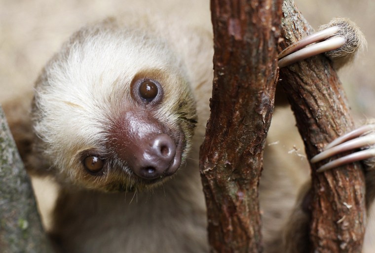 Image: A two toed sloth named Corey is seen during her rehabilitation at the Panamerican Conservation Association on the outskirts of Panama City