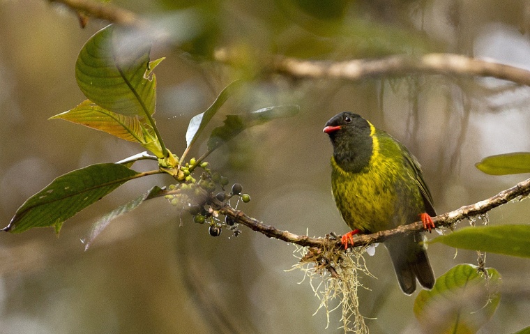 Image: COLOMBIA-BIRD-FAIR