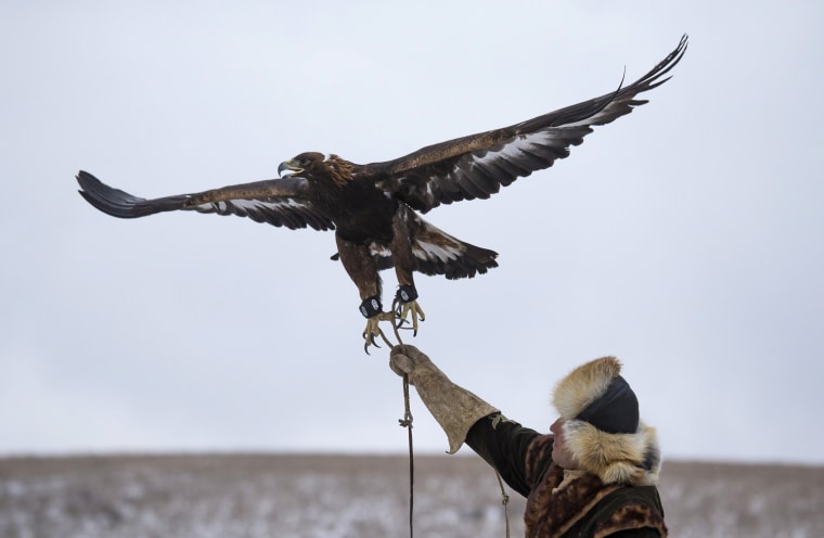 Image: A Kazakh hunter releases his tamed golden eagle during an annual hunting competition outside Almaty