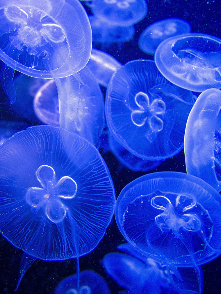 Image: jellyfish pattern