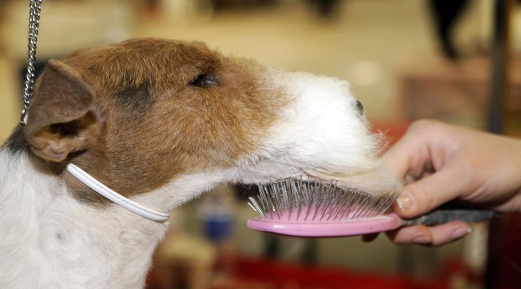 Image: Joey, a Wire Fox Terrier, gets his chin brushed during the 138th Westminster Kennel Club Dog Show in New York