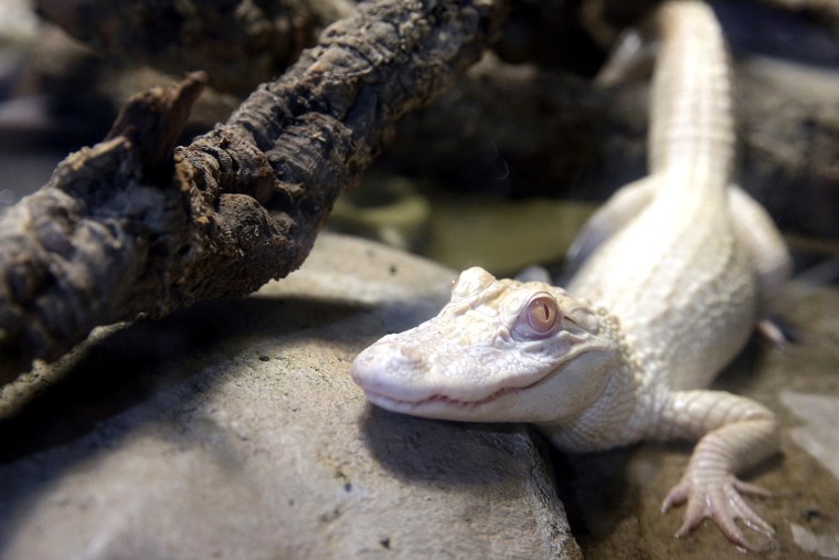 Image: One of the two one-year-old albino alligator is seen in a vivarium at the Tropical aquarium in Paris