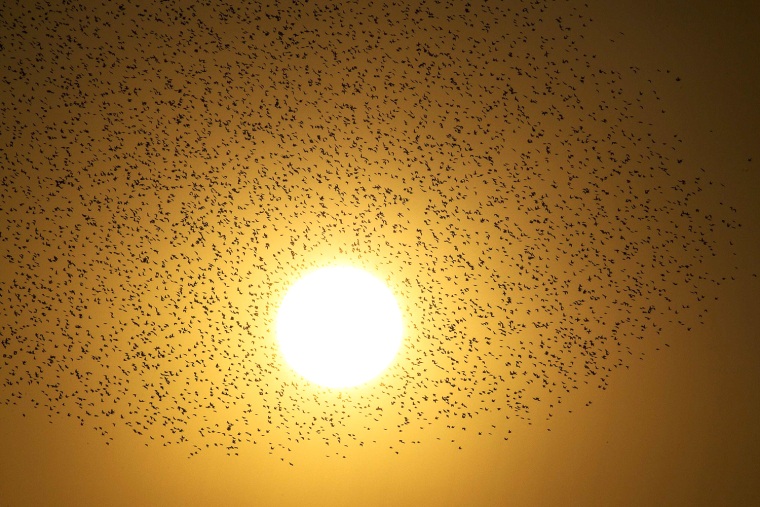 Image: A flock of starlings fly over an agricultural field near the southern Israeli city of Netivot