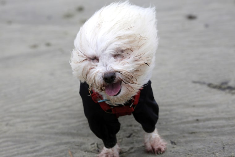 Image: A Coton de Tulear dog is blown by strong winds on the beach in Lyme Regis, southern England