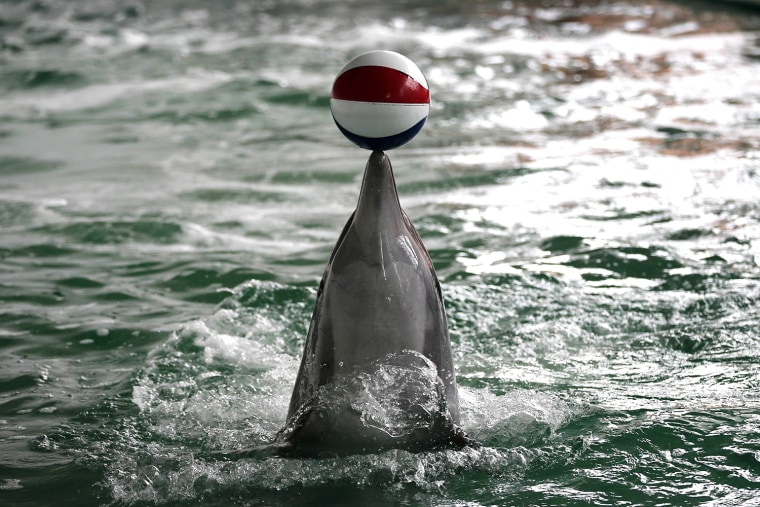 Image: A dolphin balances a ball in a pool at the Dolphinarium in the Black Sea coast town of Constanta