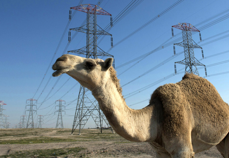 Image: A camel walks amongst power grid towers in the Kuwaiti desert