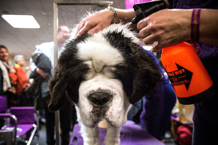 Image: Champion Canines Compete At Annual Westminster Dog Show