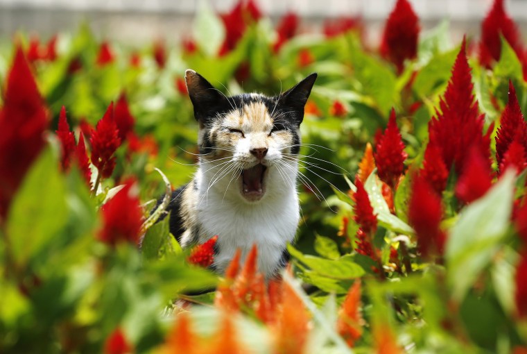 Image: A cat yawns at Kennedy Park in Miraflores district, in Lima