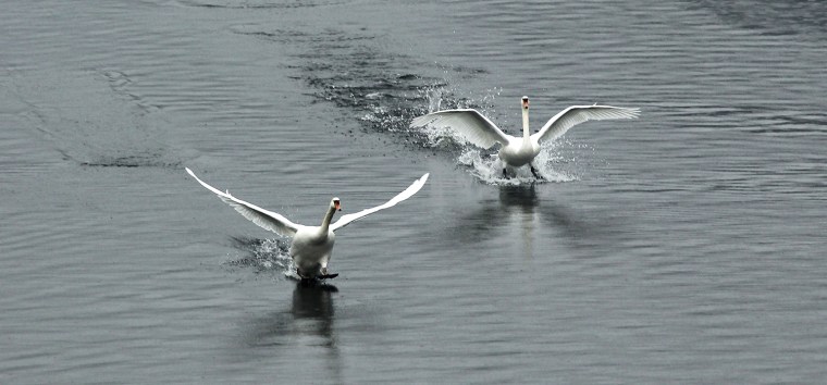 Image: Mute Swans land at the Titicus Reservoir in Purdys, New York