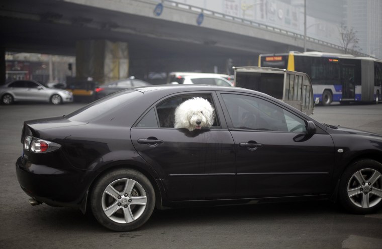 Image: A dog looks out from a car on a busy street amid heavy haze in central Beijing