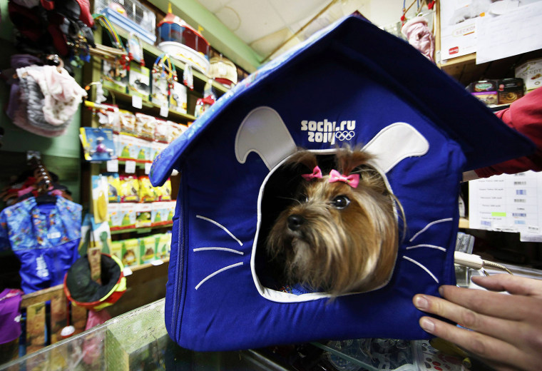 Image: A dog lies in a 2014 Sochi Winter Olympics branded dog bed in a pet shop at the 2014 Sochi Winter Olympics