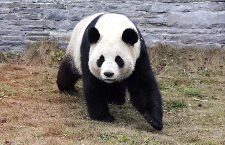 Image: Giant panda Haohao is pictured in its enclosure at the Dujiangyan Panda Breeding Centre