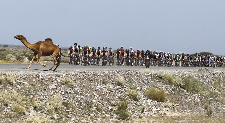 Image: A camel crosses the path of cyclists during stage one of the Tour of Oman cycling race in Muscat