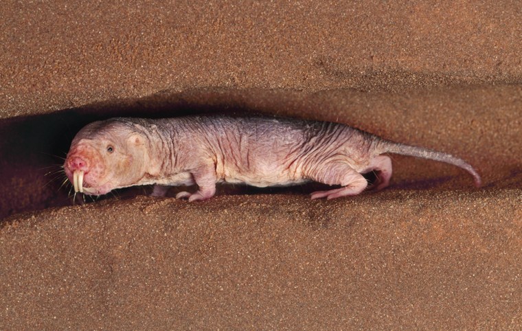 Naked mole-rat, Heterocephalus glaber, South Africa