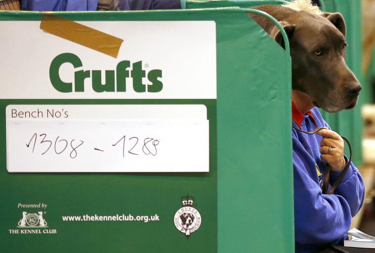 Image: A woman sits with a Great Dane during the first day of the Crufts dog show in Birmingham